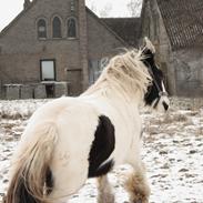Irish Cob Luna ( Surprice Of Survivor)