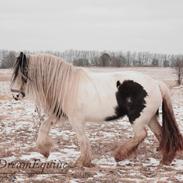 Irish Cob Luna ( Surprice Of Survivor)