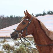 Anden særlig race Østerhedens la luna rossa