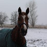 Anden særlig race Østerhedens la luna rossa