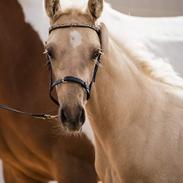 Palomino Golden Ghost