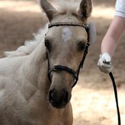 Palomino Golden Ghost