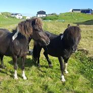 Færøsk hest Drottur