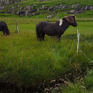 Færøsk hest Drottur