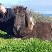 Færøsk hest Drottur