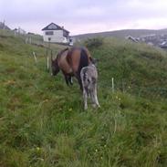 Færøsk hest Drottur