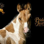 Tennessee Walker | Pride'n'Justice GW