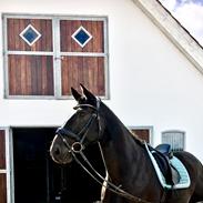 Anden særlig race Strømmens Monét (Bent)