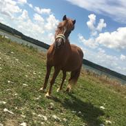 Islænder Raudur fra Vestergaard *Mulle*