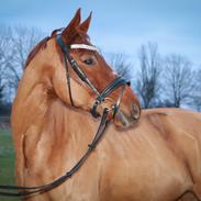 Dansk Varmblod Malou - aka Kaki