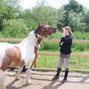 Irish Cob Crossbreed Balder