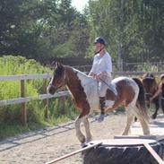 Irish Cob Crossbreed Balder