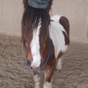 Irish Cob Crossbreed Balder