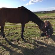 Dansk Varmblod Ferano