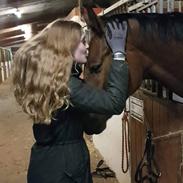 Dansk Varmblod Ferano