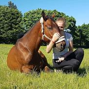 Dansk Varmblod Ferano