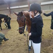 Dansk Varmblod Ferano