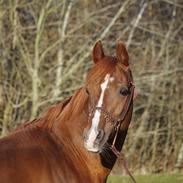 Arabisk fuldblod (OX) Pelee ox