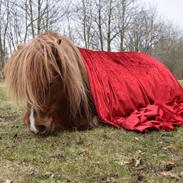 Shetlænder Krabbes kasandra