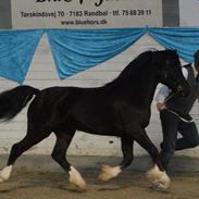 Welsh Pony af Cob-type (sec C) Hulda I Am Black Jack