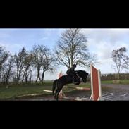 Islænder Fjôla fra Hindø