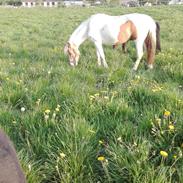 Anden særlig race mary 