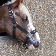 DSP Idskovs Klaus <33