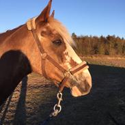 DSP Idskovs Klaus <33