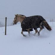 Fjordhest Hæstrups-kalos