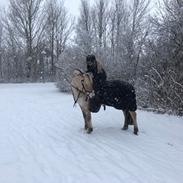 Fjordhest Hæstrups-kalos
