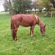 Frederiksborg Lillegaards Filippa