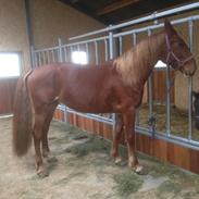 Frederiksborg Lillegaards Filippa