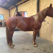 Frederiksborg Lillegaards Filippa