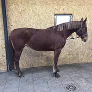 Frederiksborg Lillegaards Filippa