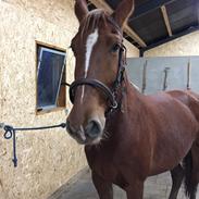 Frederiksborg Lillegaards Filippa