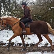Palomino Stald Emilys Daisy Blue