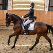 Dansk Varmblod Magnifigue