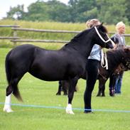 Welsh Pony af Cob-type (sec C) Dankirkebys Magic Melodi