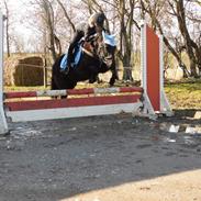 Islænder Fjôla fra Hindø