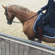 Dansk Varmblod Freemann K