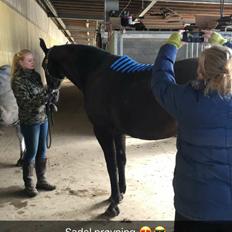 Dansk Varmblod °Cheila Skovly°