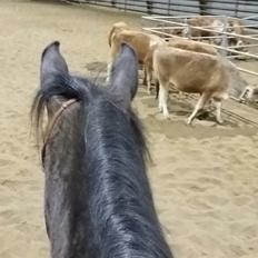 Dansk Varmblod °Cheila Skovly°