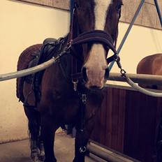 Dansk Varmblod Crumelur kilen