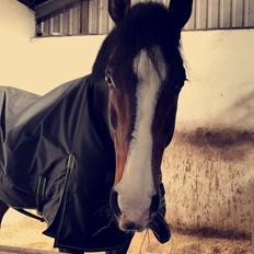 Dansk Varmblod Crumelur kilen