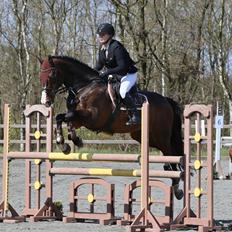 Dansk Varmblod Crumelur kilen