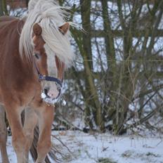 Haflinger Alladin