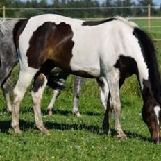 Pinto Skovsmindes Dorejo