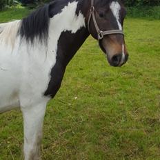 Pinto Skovsmindes Dorejo