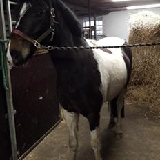 Pinto Skovsmindes Dorejo