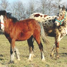 Anden særlig race Leth-Nissen´s SaMo a Coco